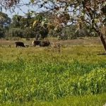 Heladas en Tulancingo podrían encarecer forraje para ganado lechero