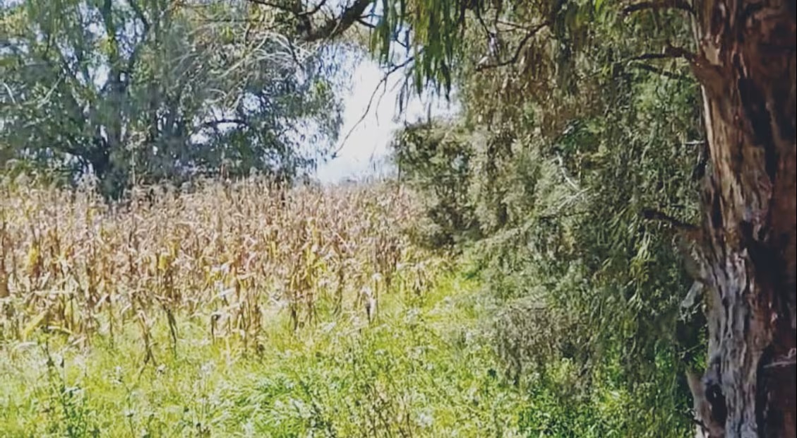 Heladas en Tulancingo podrían encarecer forraje para ganado lechero1