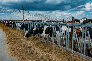 La FAO Exige Mayor Vigilancia Ante Brote De Gripe Aviar En Ganado