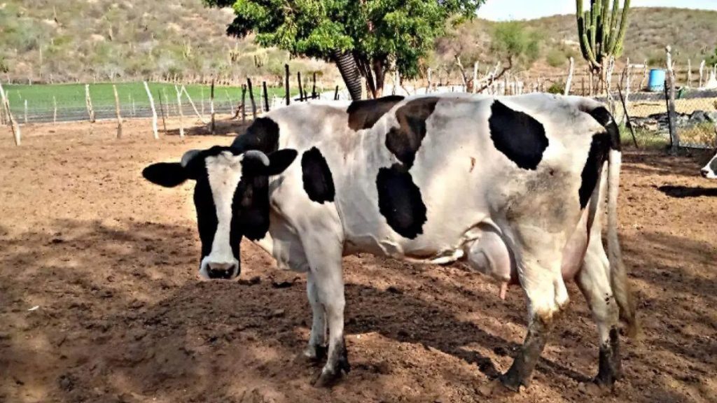 Buscan reactivar cuenca lechera del Valle de Santo Domingo en Comondú