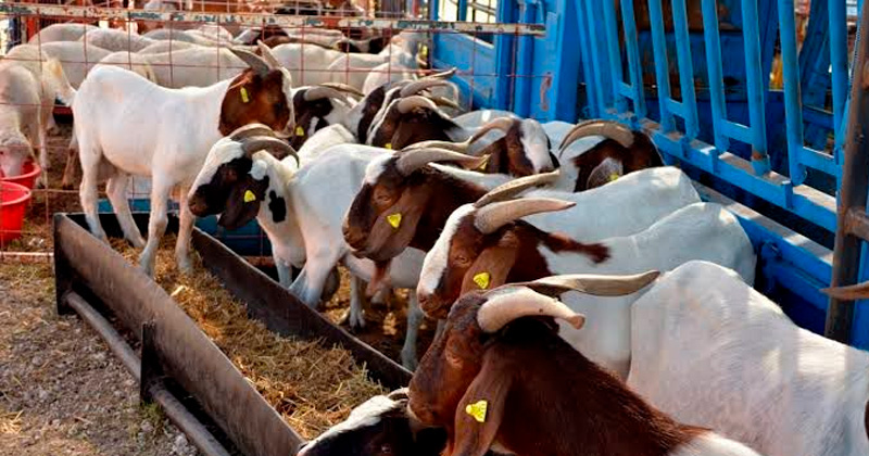 Caprinocultura, el futuro de la ganadería en Tamaulipas