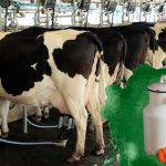 Estos son los 3 municipios de Durango que más producen leche cada año