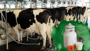 Estos son los 3 municipios de Durango que más producen leche cada año