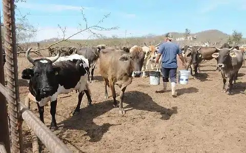 Ganaderos de Sinaloa cierran filas con el gobierno para enfrentar el grave problema del estiaje