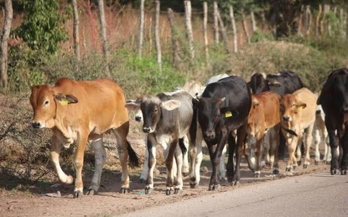 Hay buena posibilidad de incremento del precio de la leche a los productores en Mazatlán