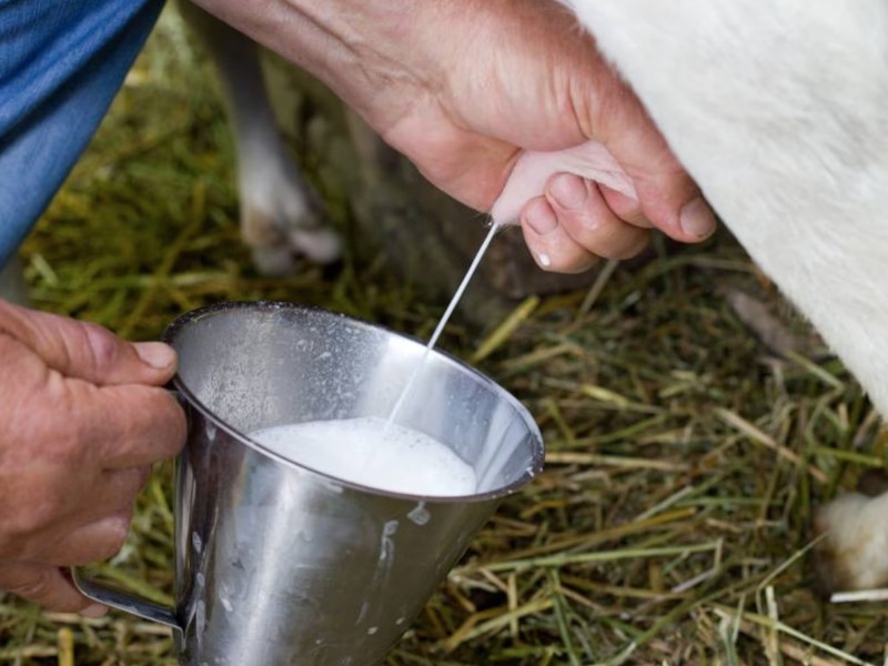 Incrementa el precio de la leche bronca en Guasave