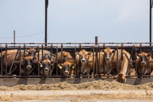 Las infecciones de la gripe aviar en las vacas lecheras están más extendidas de lo que pensábamos, según un nuevo estudio de los CDC