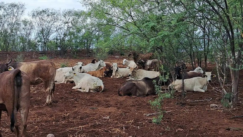 Lo pagan barato, a $7 Ganaderos prevén que con centro de acopio de leche en Ahome mejore el precio