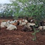 Lo pagan barato, a $7 Ganaderos prevén que con centro de acopio de leche en Ahome mejore el precio