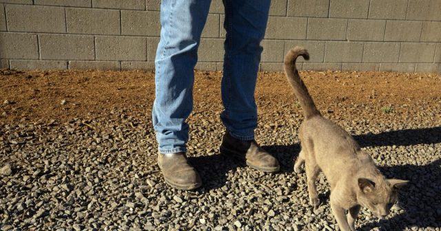 Los trabajadores lecheros pueden haber dado virus de la gripe aviar a sus gatos de mascotas, con resultados mortales