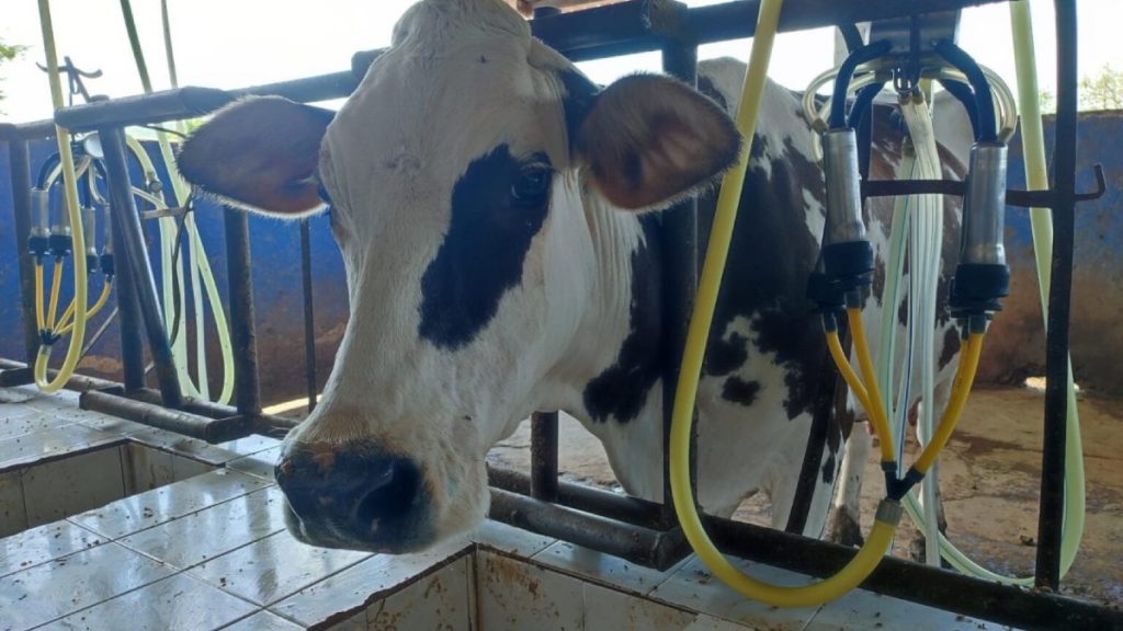 No basta el aumento del costo a la compra de leche, productores no obtienen ganancia Anchondo