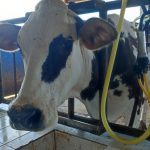 No basta el aumento del costo a la compra de leche, productores no obtienen ganancia Anchondo