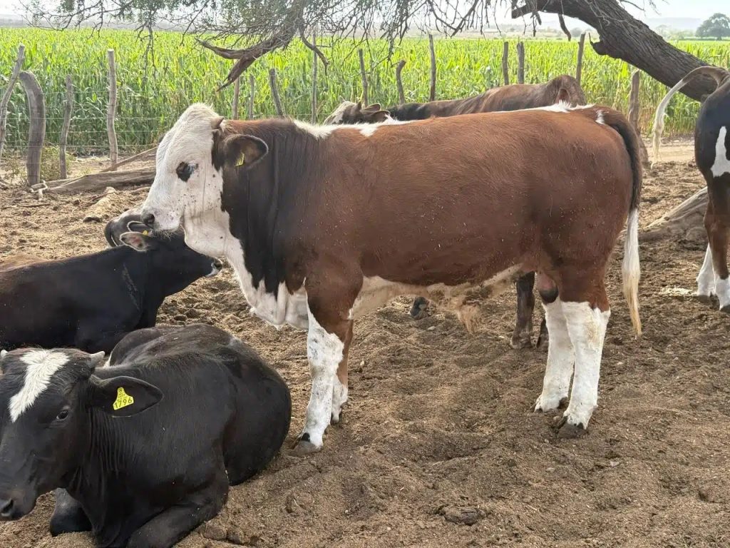 Nos cargan con puro verbo, pero no nos dan solución Ganaderos ante aumento al precio de leche