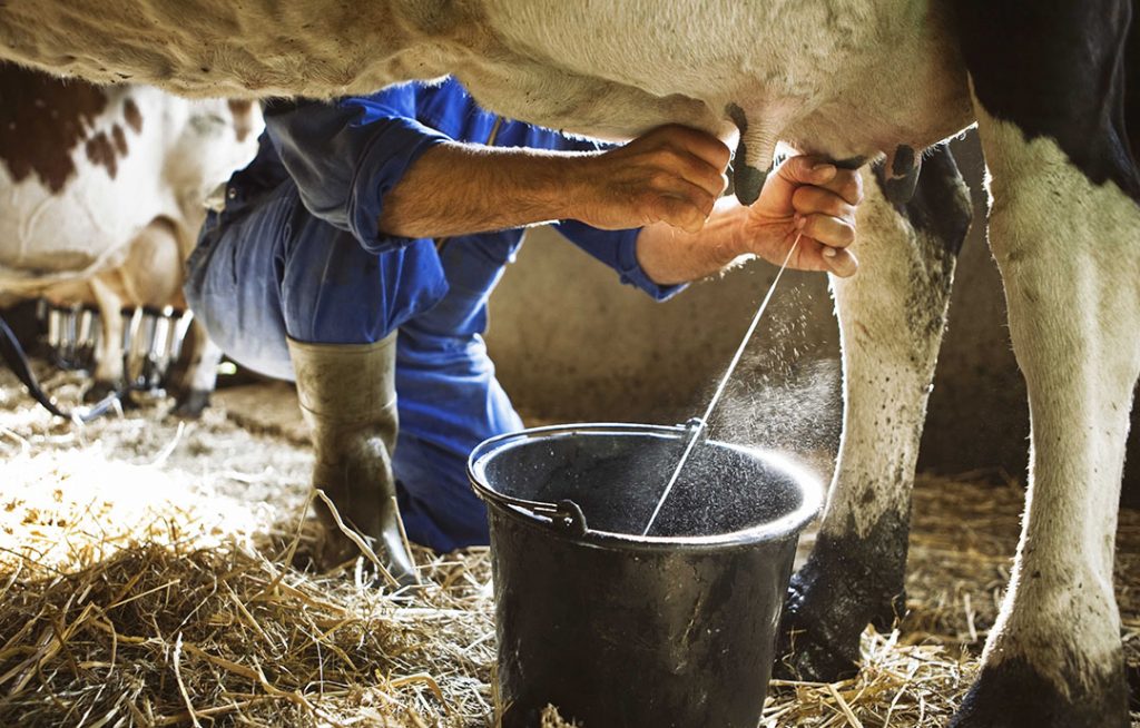 Producción de leche en México Desafíos y oportunidades para los pequeños ganaderos