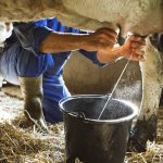 Producción de leche en México Desafíos y oportunidades para los pequeños ganaderos