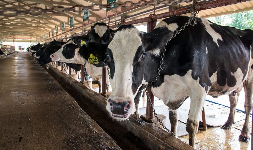 Producción de leche en México Retos y oportunidades para los pequeños ganaderos