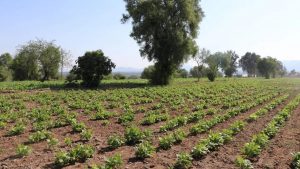 Productores de frijol y leche no han recibido pagos por sus insumos por parte la Federación