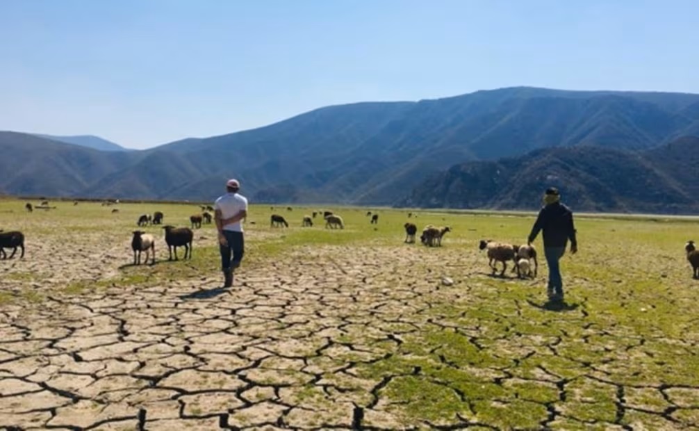 Se agudiza sequía en Baja California Sur; prevén solicitar declaratoria de emergencia por afectaciones a ganaderos1