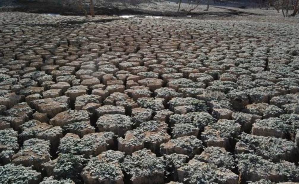 Se agudiza sequía en Baja California Sur; prevén solicitar declaratoria de emergencia por afectaciones a ganaderos2