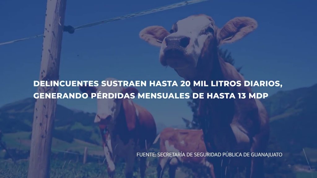 Alertan especialistas sobre bandas criminales dedicadas al huachicol de leche