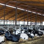 Beneficios del confort de las vacas lecheras y su impacto en la productividad y salud de la ubre