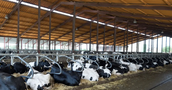 Beneficios del confort de las vacas lecheras y su impacto en la productividad y salud de la ubre