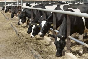 Centro de Acopio Lechero Mimbre Alpas enfrenta desafíos por la sequía y el bajo precio de la leche