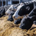 Disminuye en 30% la producción de leche por altas temperaturas