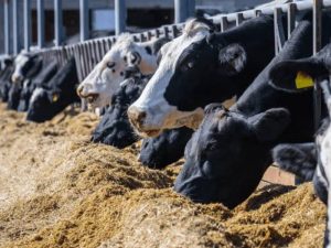 Disminuye en 30% la producción de leche por altas temperaturas