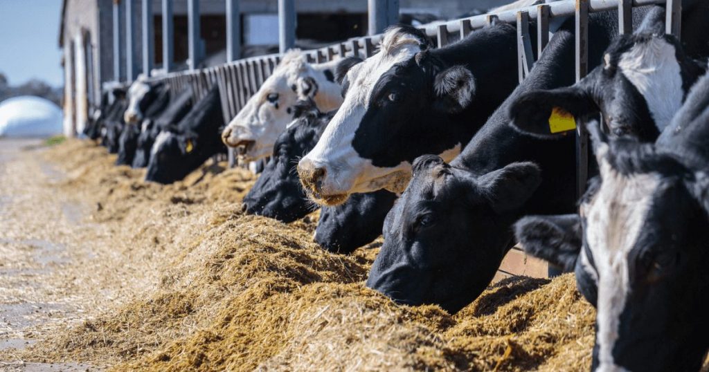 Esta granja en Estados Unidos produce impresionantes 162 mil litros de leche por día