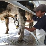 Invertirán 120 mdp en Planta Lechera de Liconsa en Campeche