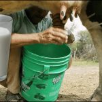 Leche bronca los pros y los contra de tomarla