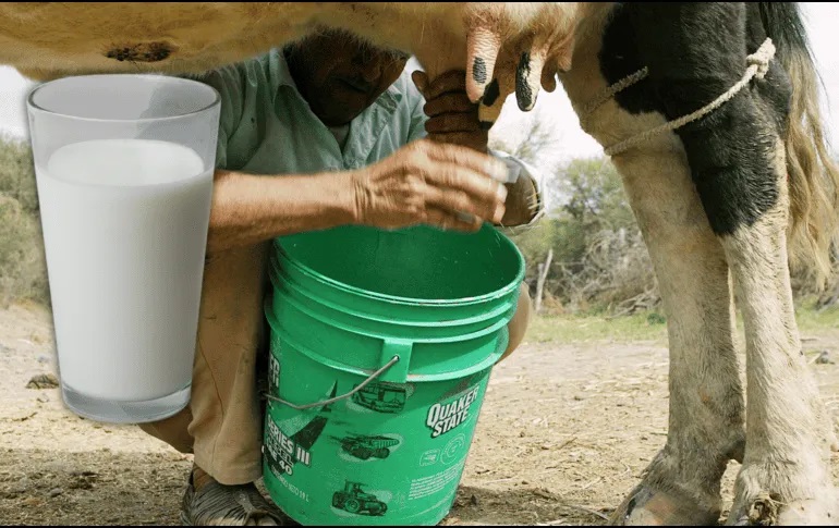 Leche bronca los pros y los contra de tomarla