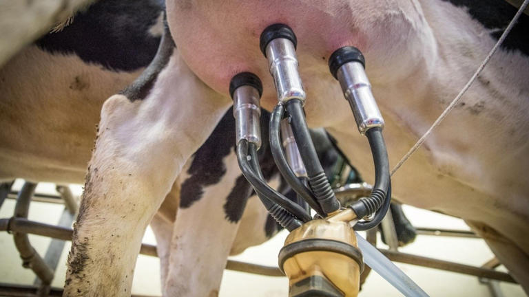 Lecheros planean vender 70 mil litros de leche a Liconsa