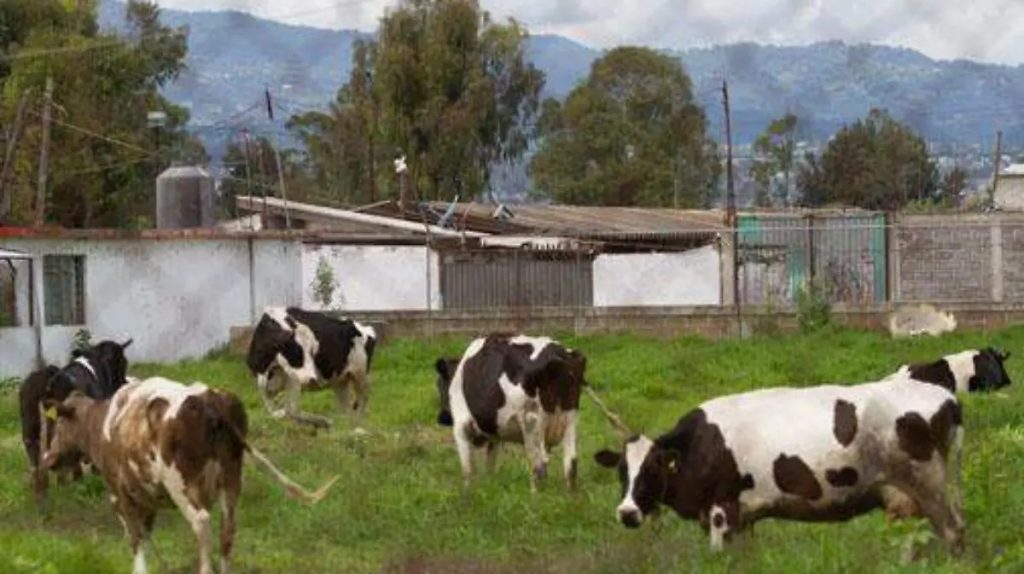 México sufre déficit en producción de leche, es el mayor importador en el mundo