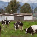 México sufre déficit en producción de leche, es el mayor importador en el mundo