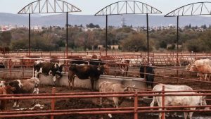 Pocos recursos, grandes logros Cómo se posicionó Aguascalientes en cifras de producción de ganado a nivel nacional