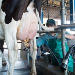 Guanajuato invierte más de 8 mdp en la industria lechera