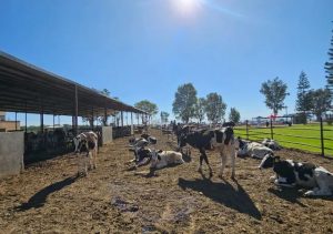 Producción de leche en México responsabilidad y satisfacción para la seguridad alimentaria