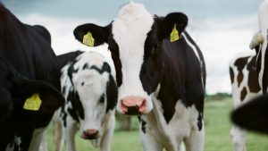 Vacas Zen Ganaderos en Francia prueban la acupuntura bovina