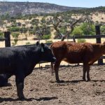 Abren convocatoria para mejorar genética de ganado con biotecnología avanzada en el estado