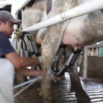 Alertan por gusano barrenador y sequía en el sector lechero de Campeche