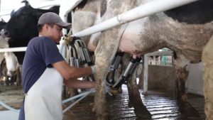 Alertan por gusano barrenador y sequía en el sector lechero de Campeche