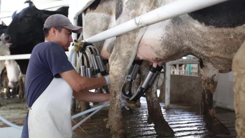 Alertan por gusano barrenador y sequía en el sector lechero de Campeche