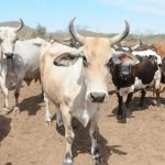 Baja la producción de leche en Mazatlán