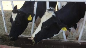 Buscan ganaderos regionalizar al país para combatir la plaga de gusano barrenador