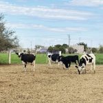 Comondú apuesta por fortalecer su Cuenca Lechera