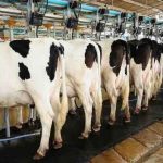 Crisis lechera a productores de Camargo sequía y pagos incompletos agravan panorama