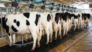 Crisis lechera a productores de Camargo sequía y pagos incompletos agravan panorama