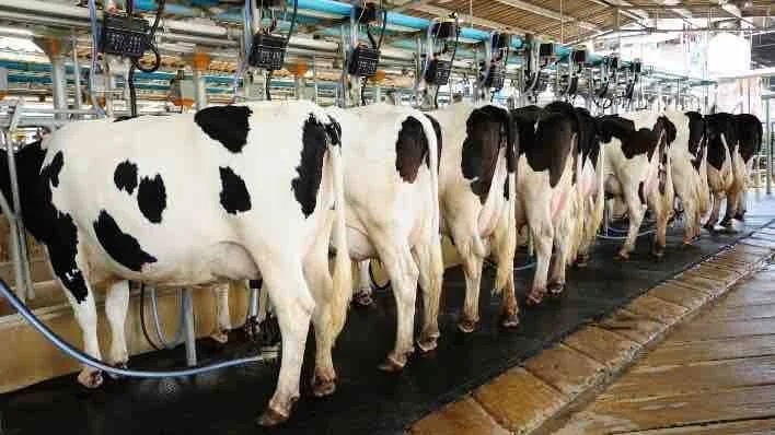 Crisis lechera a productores de Camargo sequía y pagos incompletos agravan panorama